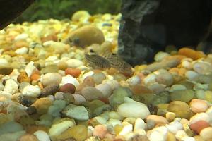 Corydoras Thumbnail