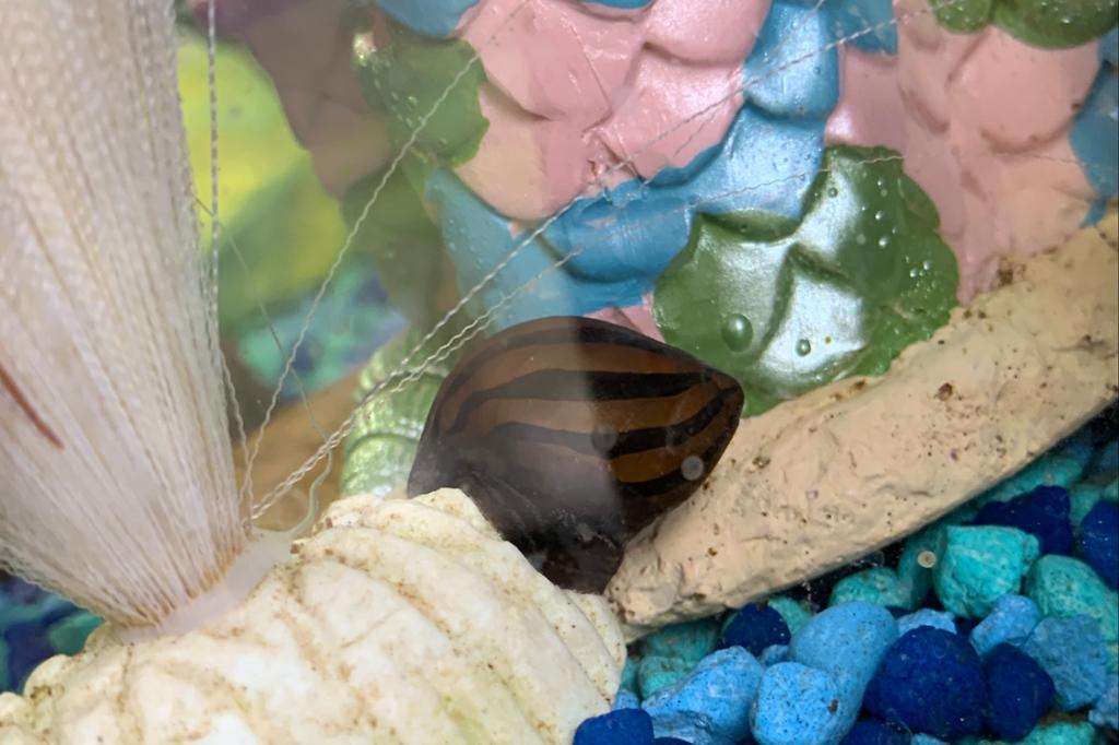 Zebra Nerite / Neritina natalensis sp 187