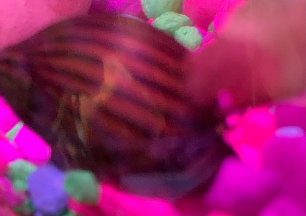 Zebra Nerite