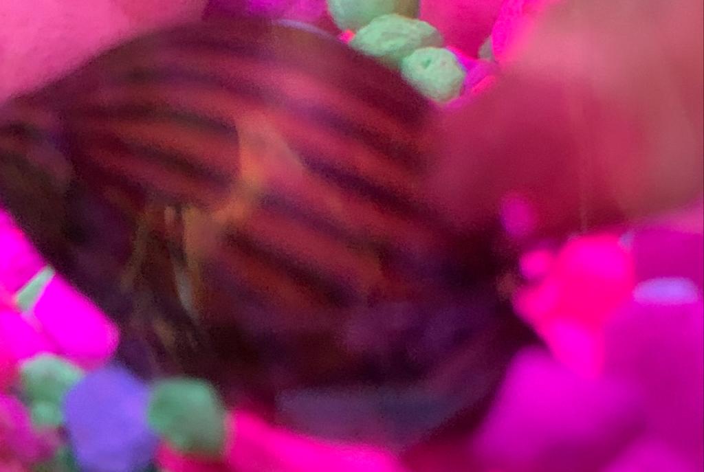 Zebra Nerite