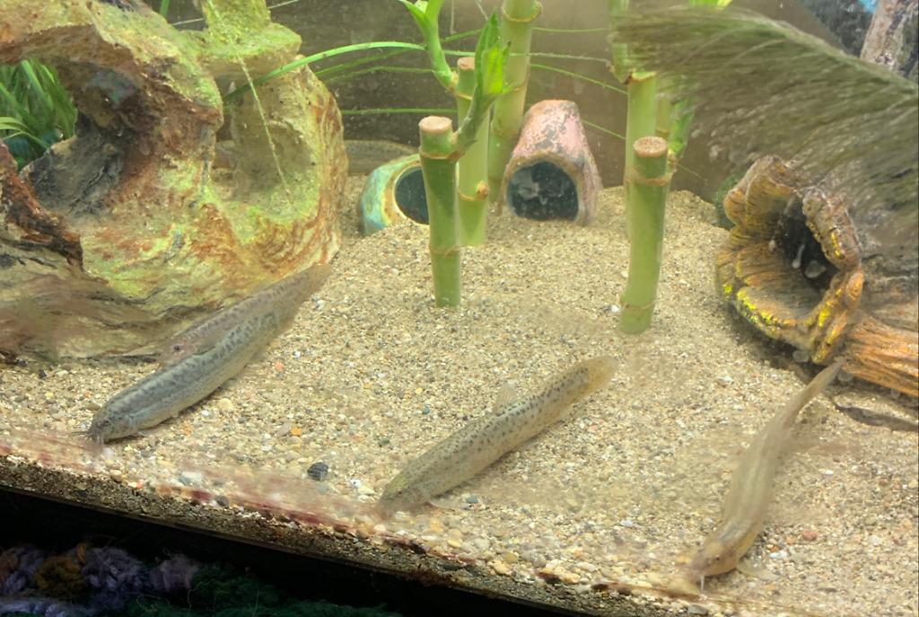 Dojo Loach