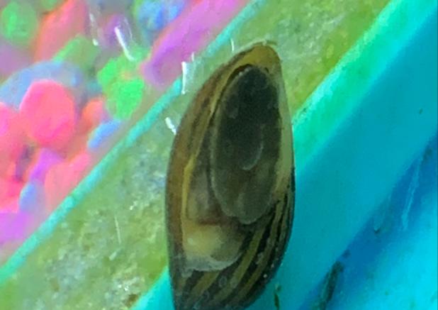 Zebra Nerite