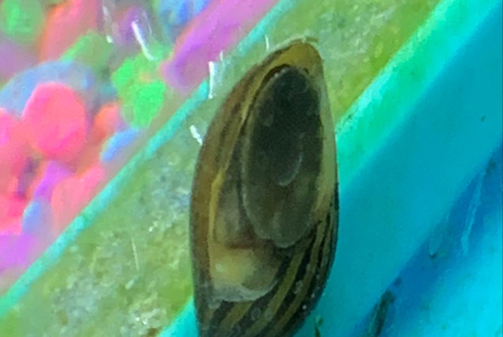 Zebra Nerite