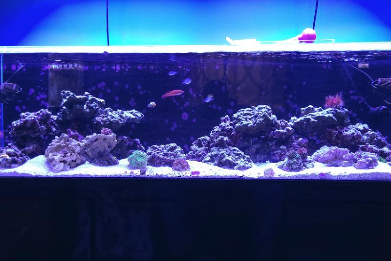 80Gal Reef Thumbnail