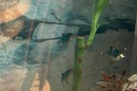 Green tiger barb Thumbnail