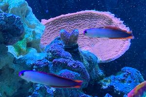 Purple Firefish Goby Thumbnail