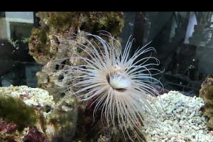 Tube anemone Thumbnail