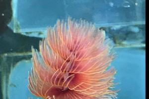 red fanworm Thumbnail