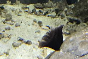 purple featherworm Thumbnail