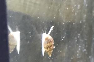 Nassarius snails Thumbnail