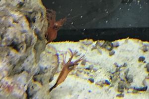 peppermint shrimp Thumbnail