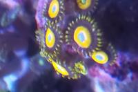 Johnny Pumpkin Seed Zoa Thumbnail