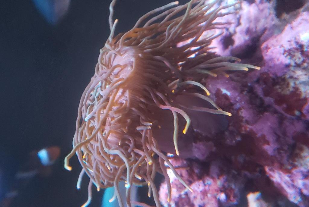 Rose Bubble Tip Anemone