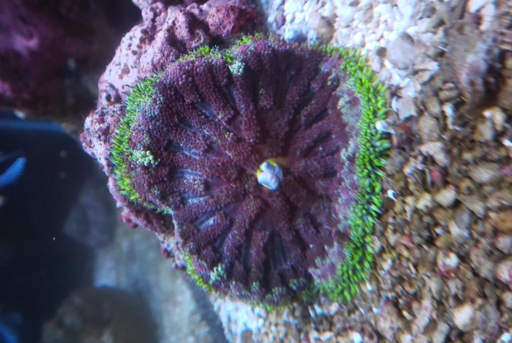 Carpet Anemone