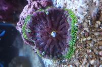 Carpet Anemone Thumbnail