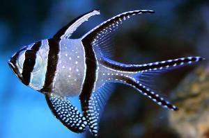 Banggai cardinalfish Thumbnail