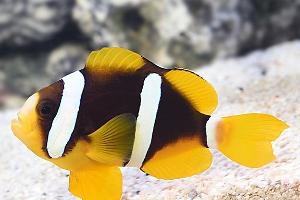 Clarkii Clownfish Thumbnail