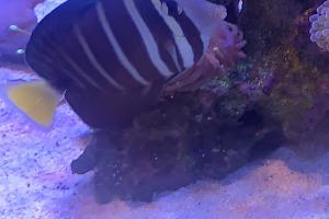 Sailfin tang Thumbnail