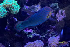 melanurus wrasse Thumbnail