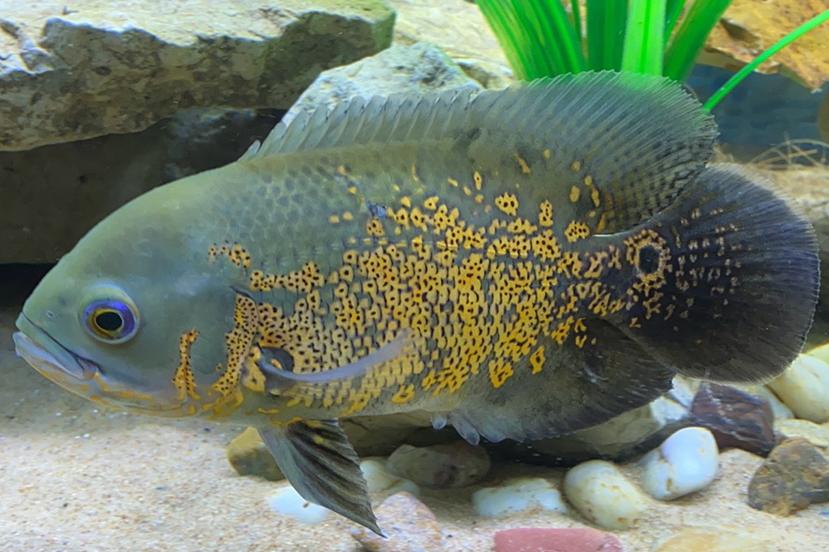 Oscar Fish / Astronotus ocellatus 140