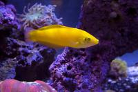 Banana Wrasse