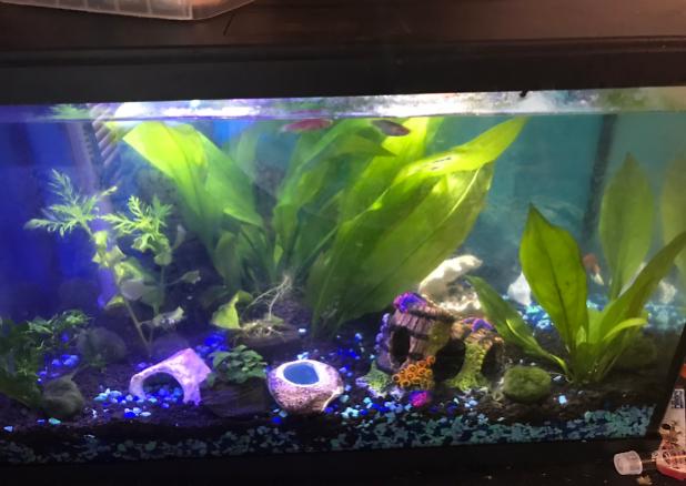 10 gallon on Apr 23, 2020