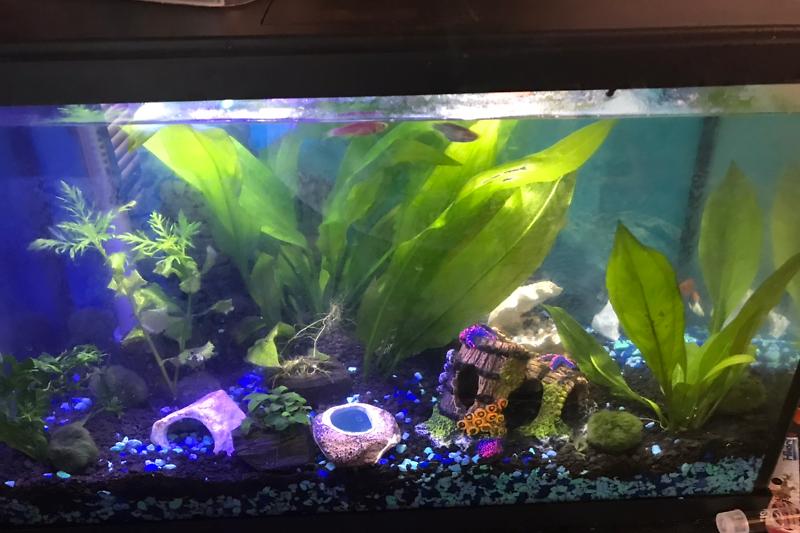 10 gallon Thumbnail