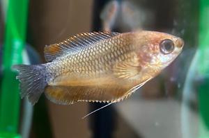 Amber Honey Gourami Thumbnail