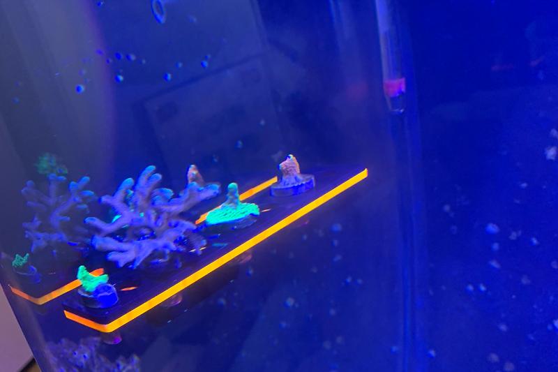 Reef Tank Thumbnail