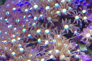 Purple Star Polyp Thumbnail