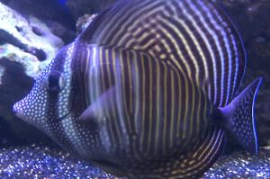 Desjardini Sailfin Tang 6in Thumbnail