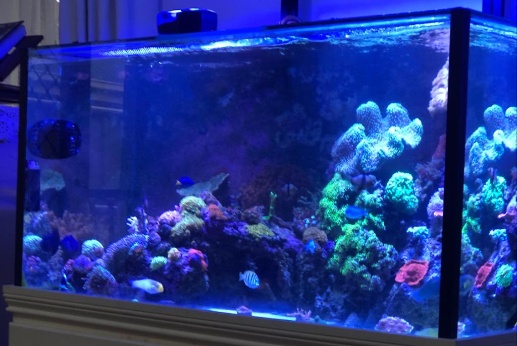 My Tank on Apr 25, 2020