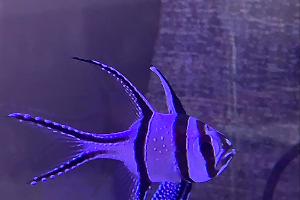 Banggai cardinalfish Thumbnail