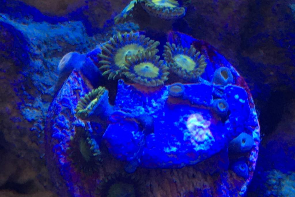 Yellow zoa