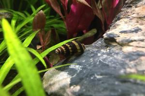 Assassin snail Thumbnail