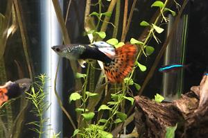 Dragon head guppy Thumbnail