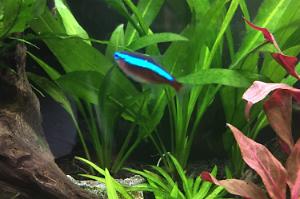 Cardinal tetra Thumbnail