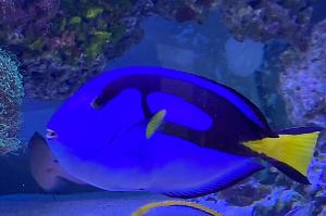 Blue Tang Thumbnail