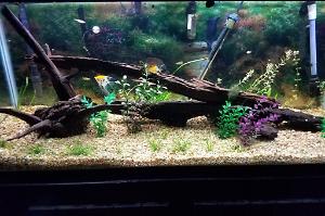 75 gallon planted  Thumbnail