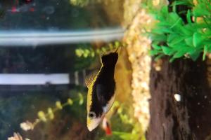 Assorted Platy Thumbnail