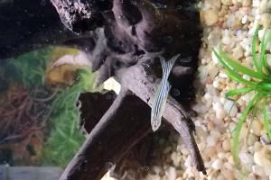 Zebra Danio Thumbnail