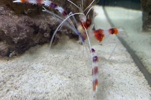 Coral Banded Shrimp Thumbnail