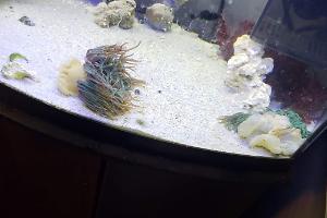 bubble tip anemone Thumbnail