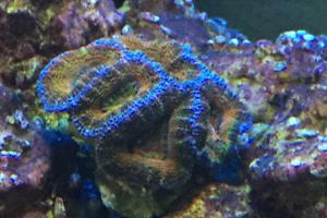 Rainbow acan Thumbnail