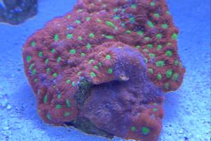 Red Sea Max C250 Thumbnail