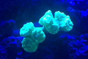 Trumpet coral Thumbnail