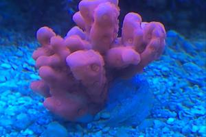 Montipora setosa Thumbnail