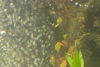 Ludwigia Repens Thumbnail