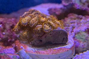 Zoanthid