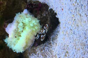 Porcelain Anemone Crab Thumbnail